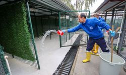 Buca’nın can dostlarına “beş yıldızlı” bakım