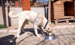 Başkan Yetişkin: "Artık çöpe giden yemekler can dostlarımız için mamaya dönüşüyor"