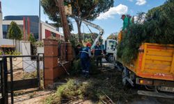 Efeler Belediyesi'nden yüksek çam ağaçlarına bakım