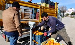 Mandalin üreticisine 5 milyon kazanç