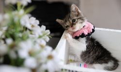 Yaşama ihtimali ‘sıfır’ olan Zero hayata tutundu