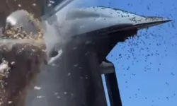 İsrail’de dev arı sürüleri hava trafiğini durdurdu