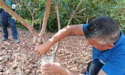 Kırsalda üretim ve dayanışma büyüyor