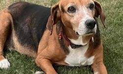 Seferihisar’daki gizemli köpek kayıplarında iz yok