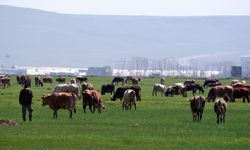 Kurban satışlarında sosyal medya tuzağı