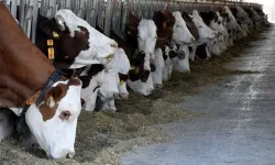 Aydın’da şap hastalığı alarmı: 17 mahalle karantinaya alındı