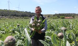 Seferihisar’ın enginar için hasat sezonu başladı