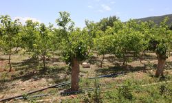 Muğla'da kozalar berekete dönüştü