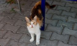 Buca'da can dostlara yuva seferberliği