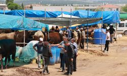 'Sürekli ithalat besiciyi bitirdi'
