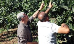 Mudanya’da incir hasadı sürüyor