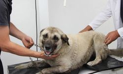 Giresun’da köpeği ezen sürücü gözaltına alındı