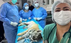 Yavru Amur Kaplanı ameliyatla sağlığına kavuştu