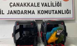Nesli tehlikede olan egzotik kuşlara köprü gişelerinde el konuldu