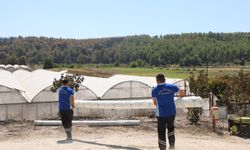 Seydikemer’de yangının yaraları sarılmaya başlandı