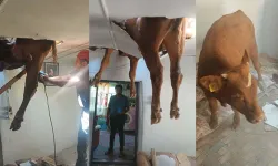 Kaçan boğa evin çatısına düştü