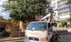 Efeler'in yeşil alanlarına özel dokunuş