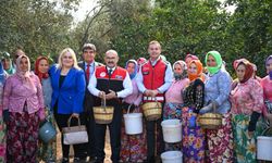 Akın, Altınova Mahallesi’nde gerçekleştirilen zeytin hasadına katıldı