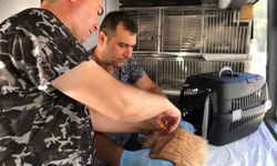 Can Dost’un yeni rotası belli oldu