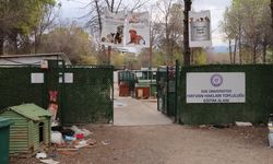 ‘Yurt’ iddiasıyla 160 köpek barınaktan alındı!