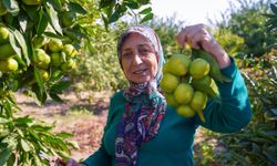 Satsuma mandalinasında hasat dönemi başladı