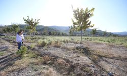 Pamucak Rekreasyon Alanı yürüyüş yoluna kavuşuyor