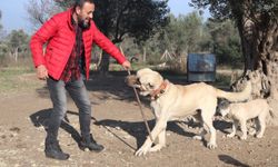 Köpek saldırıları için uzmanlar uyardı!