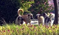 Sokak köpekleri saldırdı, hayatını kaybetti