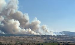 Manisa ve Uşak'ta orman yangını