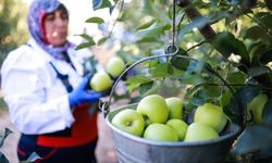 Elma ve elma suyu ihracatı 321 milyon dolara ulaştı