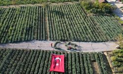 Cumhuriyetin 101. yılı için zeytin fidanlarıyla Türk Bayrağı'nı oluşturdu