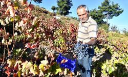 İzmir Büyükşehir, 10 ton Kavacık üzümü dağıtıyor