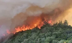 İzmir'de doğa yaralarını sarıyor