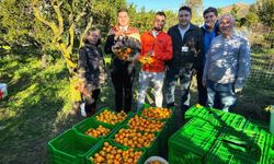 Bodrum Belediye Başkanı Mandalinci mandalin hasadına katıldı