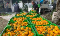 Bodrum Mandalin Festivali haftasında üreticiye destek