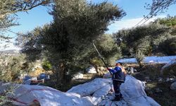 Buca Belediyesi zeytin hasadına başladı