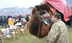 Efes Selçuk Deve Güreşleri Festivali başlıyor!