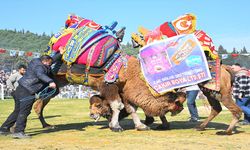 Torbalı’da deve güreşi festivaline rekor katılım