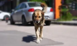 İzmir'de başıboş köpekler vatandaşa saldırdı