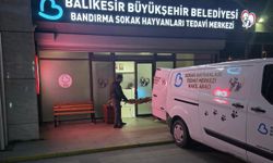 Balıkesir Belediyesi Yaralı köpeği kurtarmak için zamanla yarıştı!