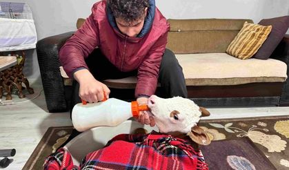 Buzağısına üşümesin diye evde bakıyor