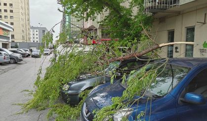 Rüzgarda kırılan ağaç dalı otomobillerin üzerine düştü