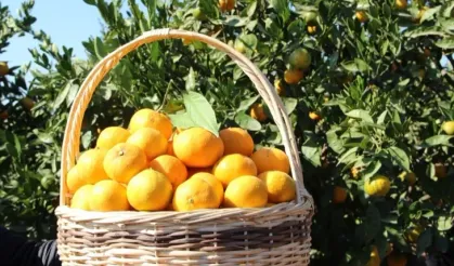 Tarım-ÜFE verileri açıklandı... Tropikal meyveler yine rekor kırdı