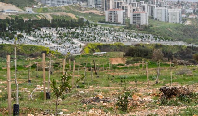 Yamanlar yangınında zarar gören ağaçlar yaşama tutundu