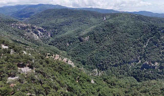 Doğa yürüyüşünde kaybolan Çevre ve Şehircilik İl Müdür Yardımcısını arama çalışmalarına 100 kişilik ekip sevk edildi
