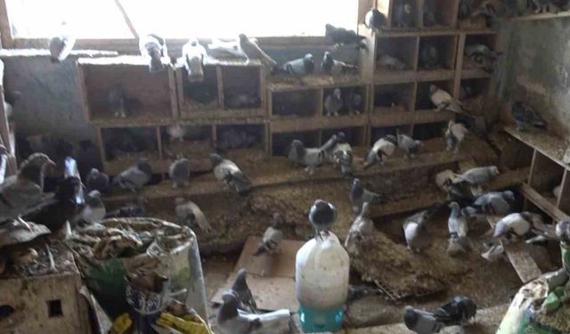 Güvercinleri için alevlerin arasında kaldı