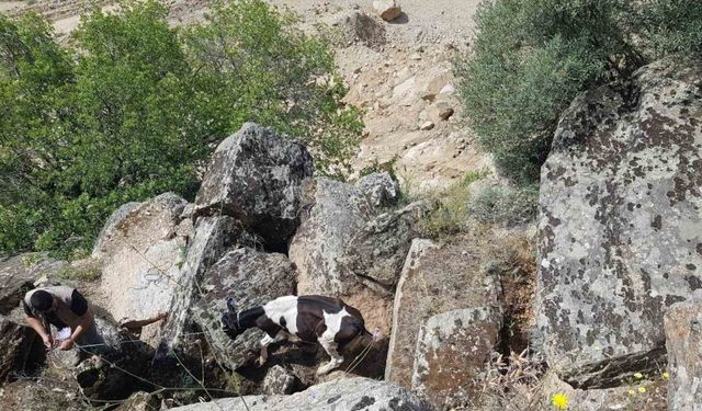 Kaybolan inekler, uçurumda bulundu