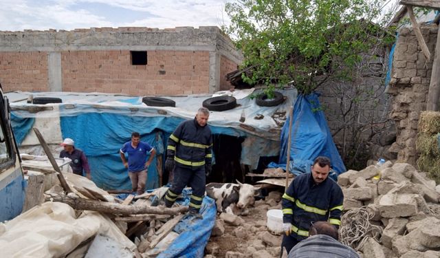 Merzifon’da ahır çöktü, 2 büyükbaş hayvan kurtarıldı