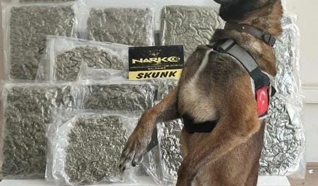 Narkotik köpeği ’Yaşa’ sayesinde 10 kilo esrar yakalandı