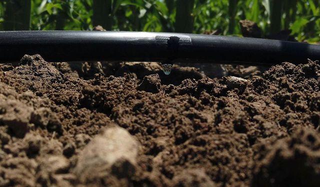 DSİ'den İzmir'de 800 bin dekar sulama hamlesi